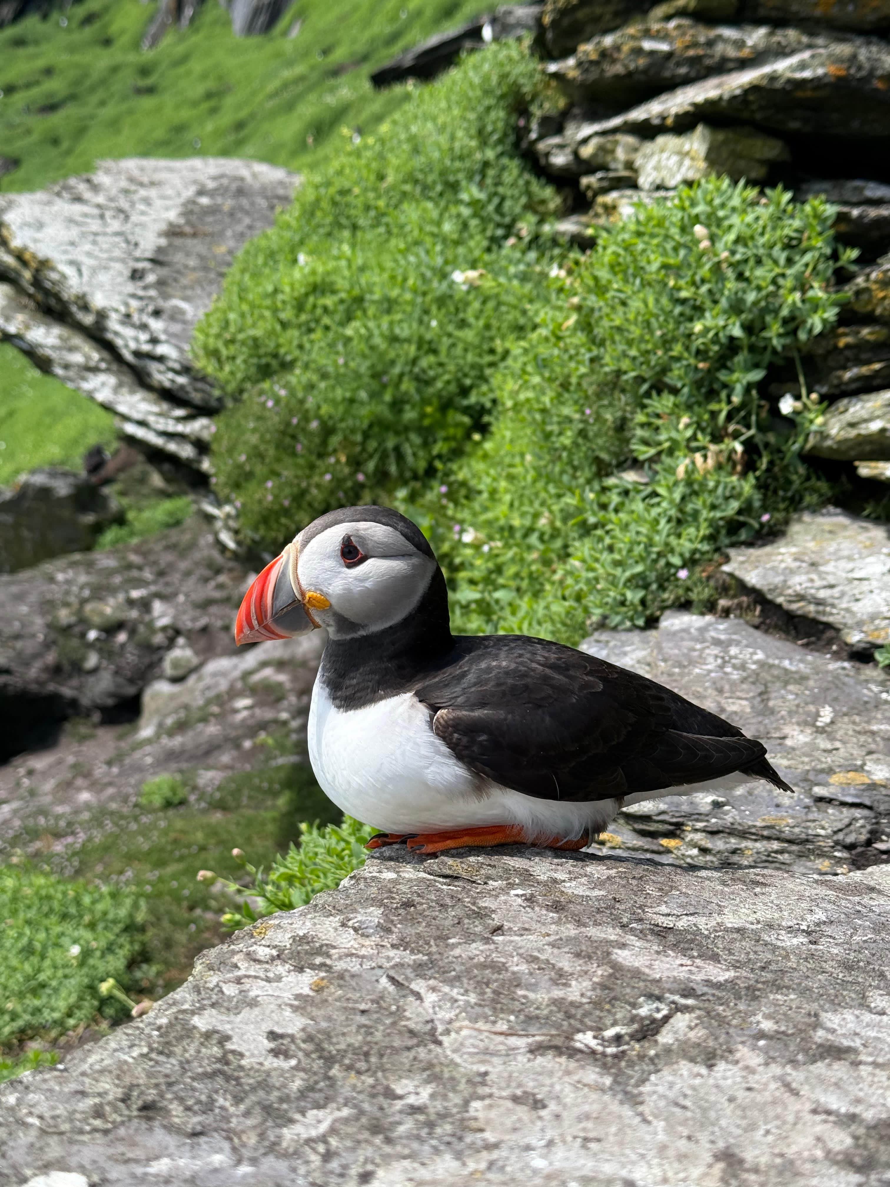 Puffin on the Skellig rocks