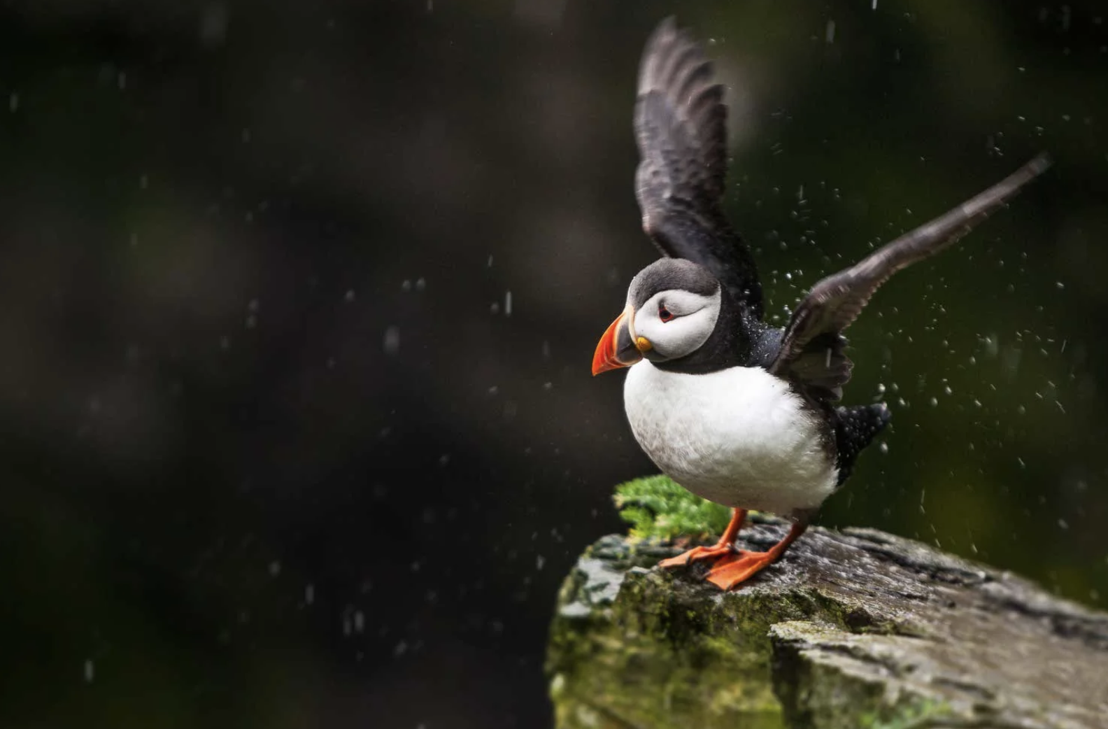 Atlantic puffin in flight