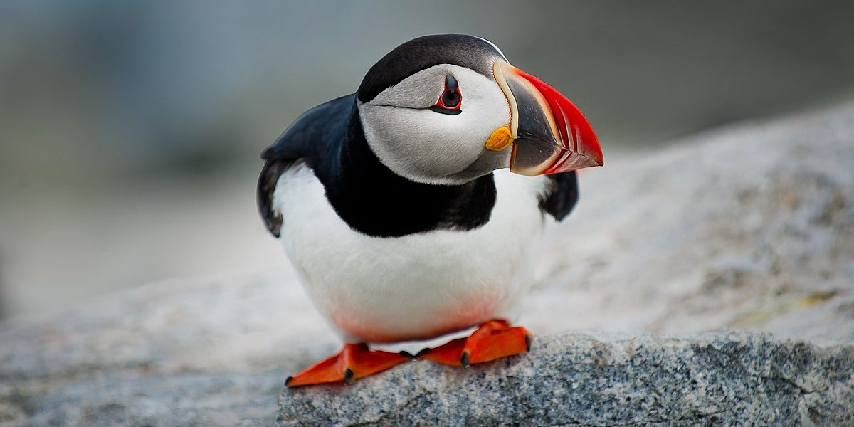 Atlantic puffin portrait